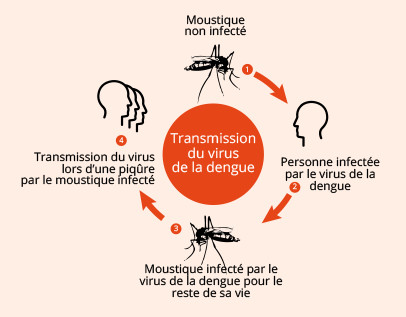 Rapport de situation sur la Dengue et le Choléra